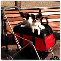 �J���\�j�b�N�ԍڗp�y�b�g�p�i�J�^���O